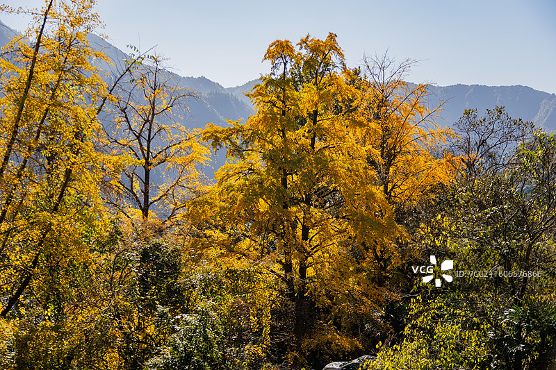 桂林市灵川县北岱底村的银杏叶图片素材