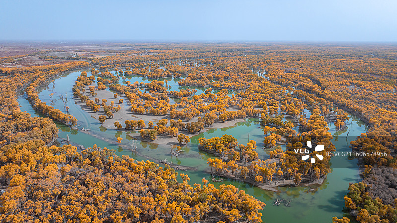中国新疆塔里木河胡杨林图片素材