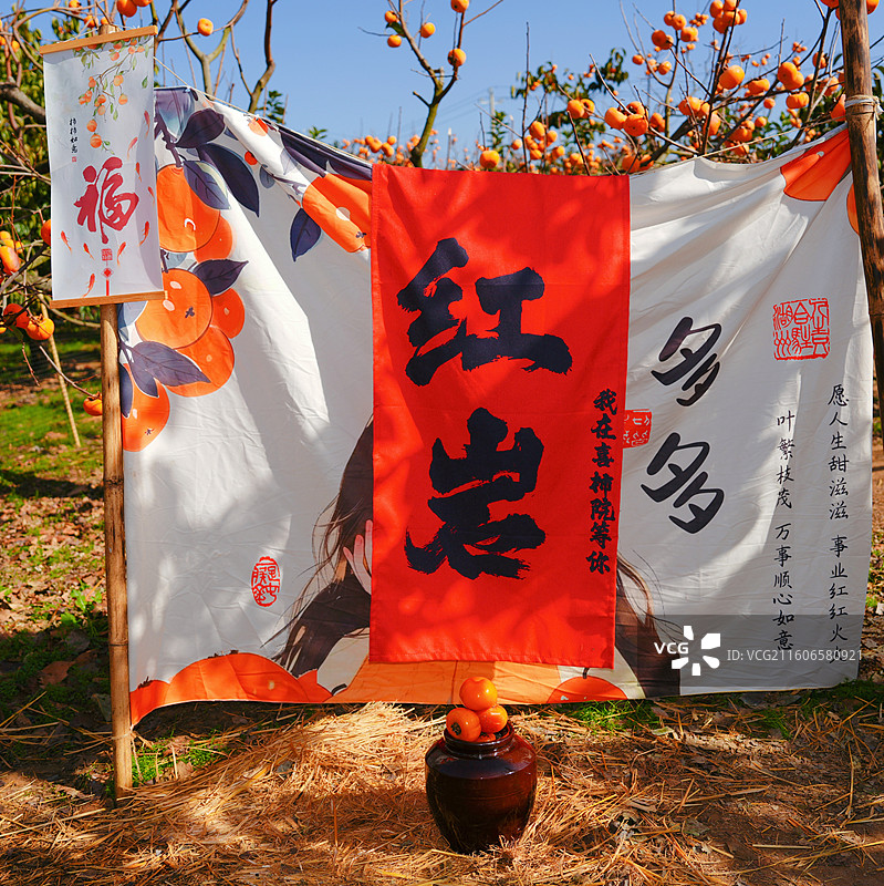 桂林恭城红岩村柿子黄了图片素材