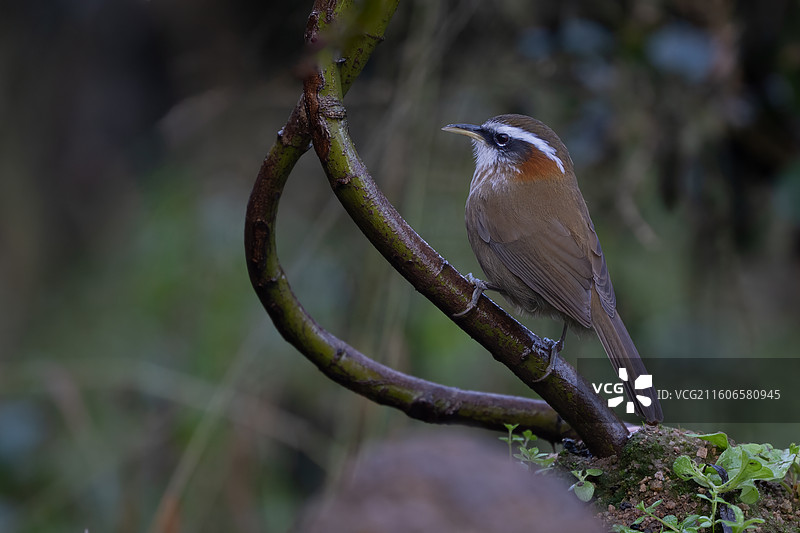 棕颈钩嘴鹛图片素材