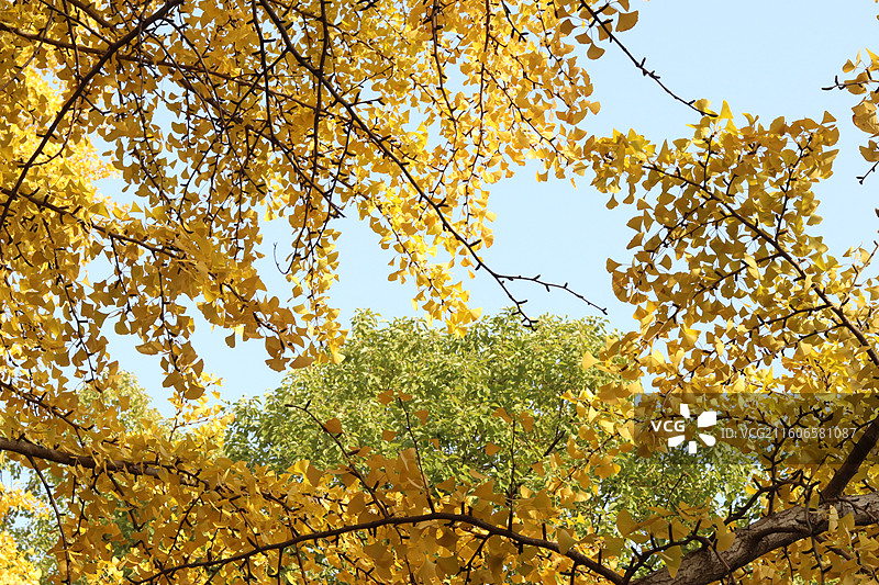 苏州道前街银杏图片素材