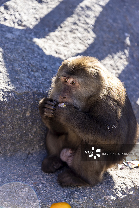 安徽黄山短尾猴图片素材