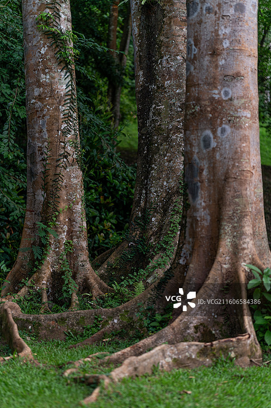 云南西双版纳植物园望天树图片素材