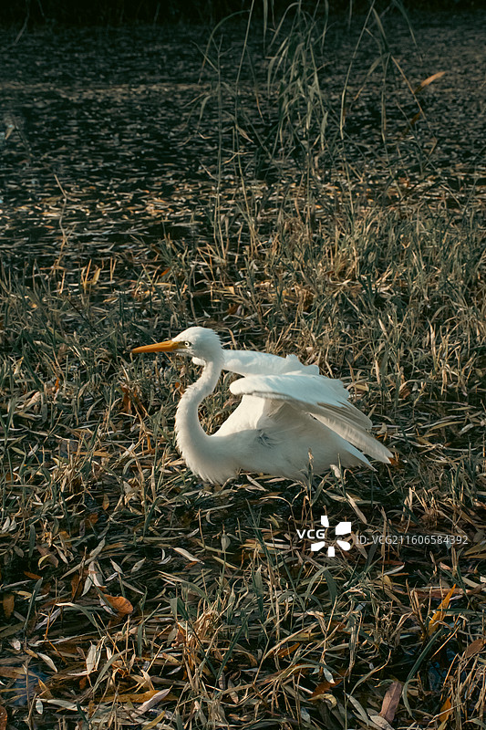 西安浐灞国家湿地公园 白鹭特写图片素材