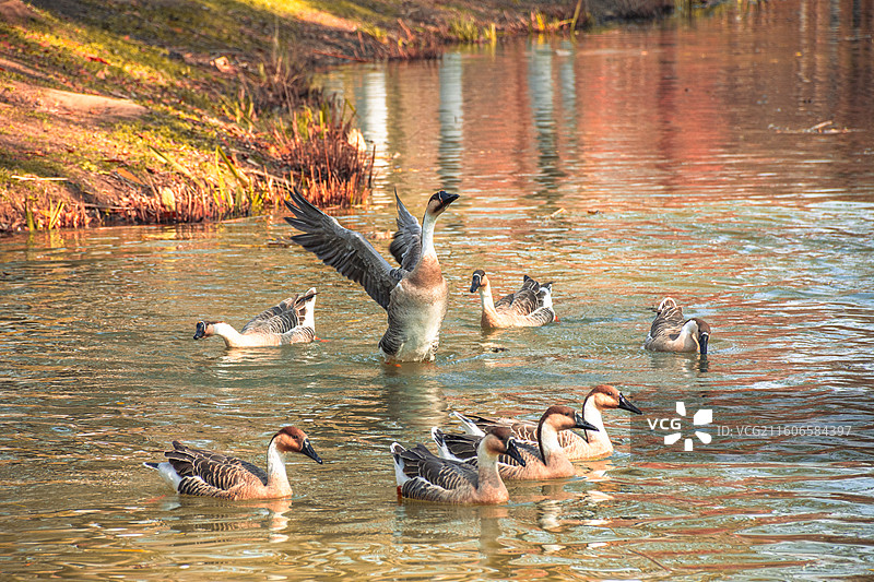 西安浐灞国家湿地公园 水杉秘境中的鹅图片素材