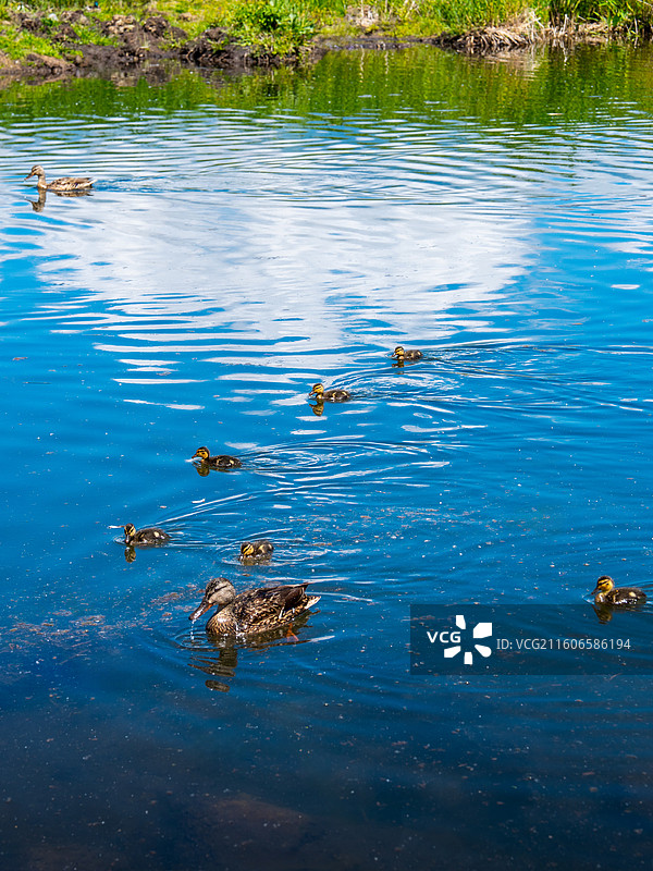 温泉县油画一样的胡泊白云鸭妈妈与小鸭子图片素材