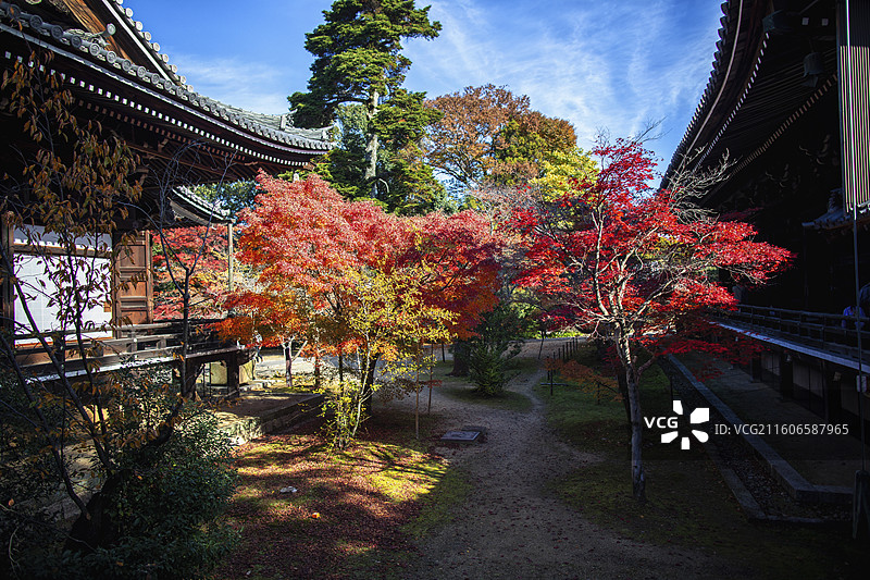 日本京都光明寺的秋季风光图片素材