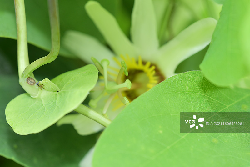 南方珍稀园林树种-Passiflora yucatanensis尤卡坦西番莲图片素材