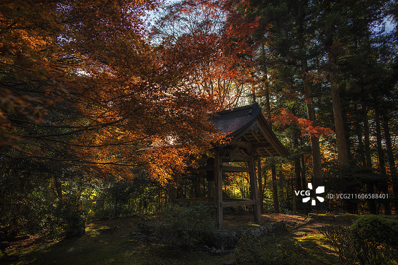 日本京都大原来迎院的秋季风光图片素材