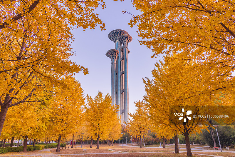 奥林匹克塔银杏图片素材