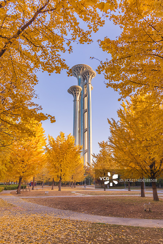 奥林匹克塔银杏图片素材
