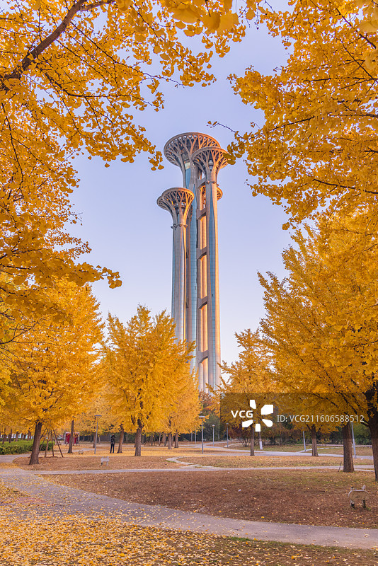 奥林匹克塔银杏图片素材