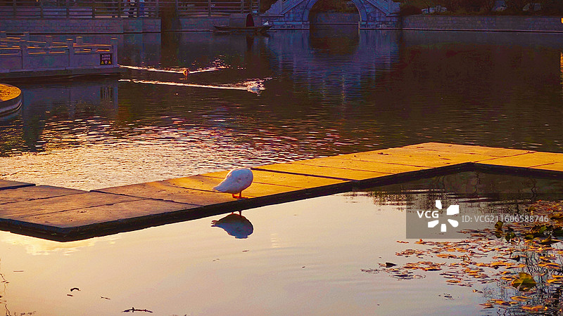 秋波载晚·一羽留光图片素材