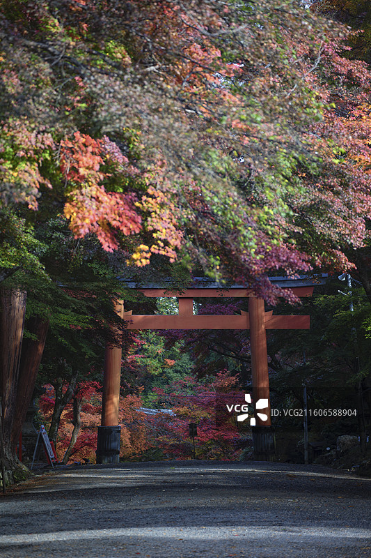 日本滋贺县日吉大社的秋季风光图片素材