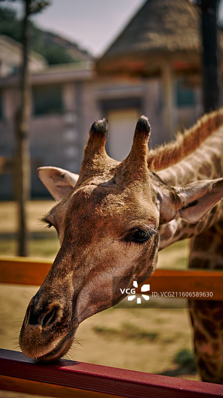 斜前方视角怼脸长颈鹿图片素材