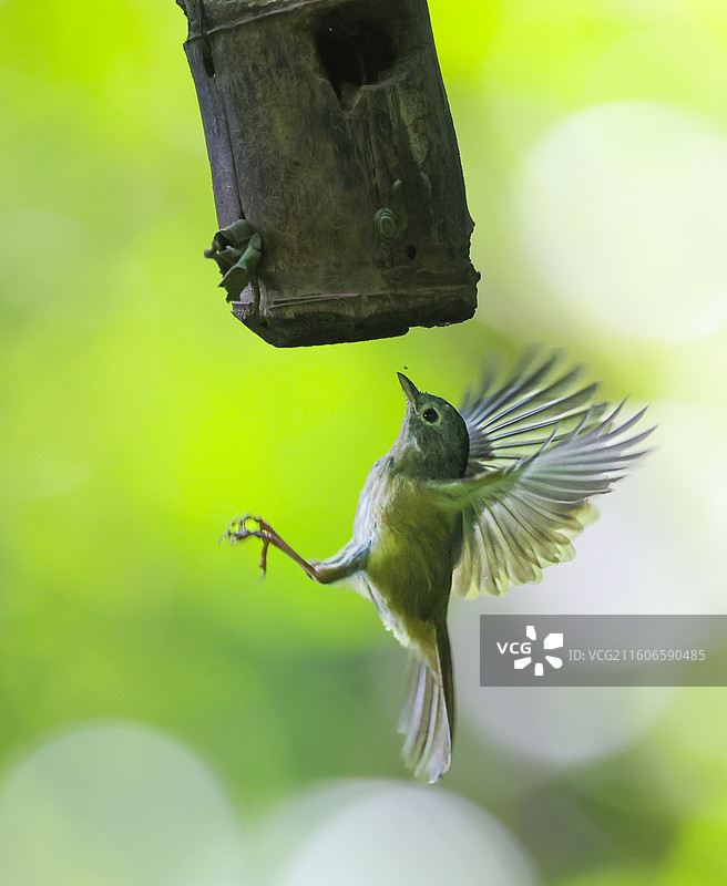 灰眶雀鹛图片素材