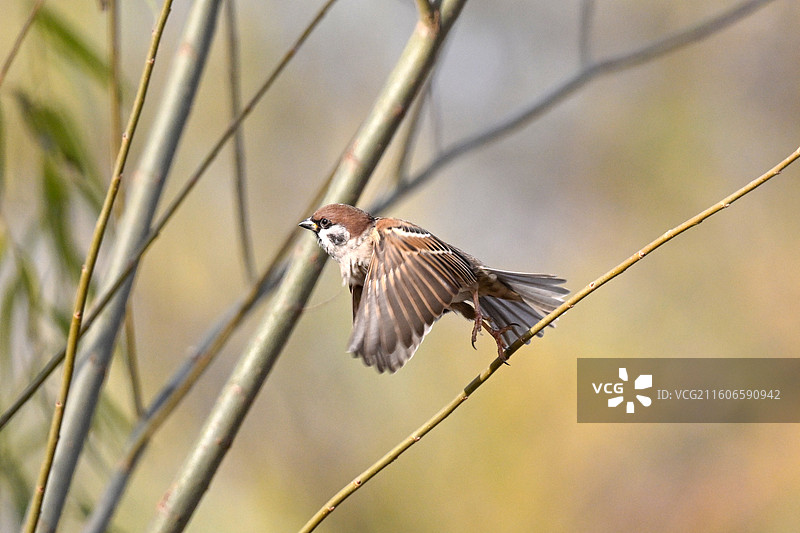 站在树枝上的麻雀图片素材