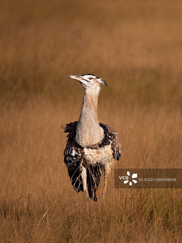 动物世界图片素材