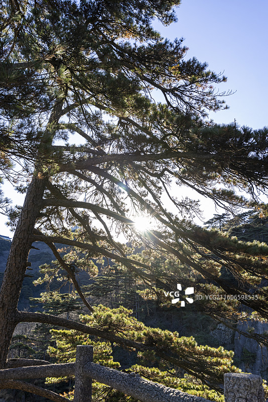 安徽黄山阳光穿过松树图片素材