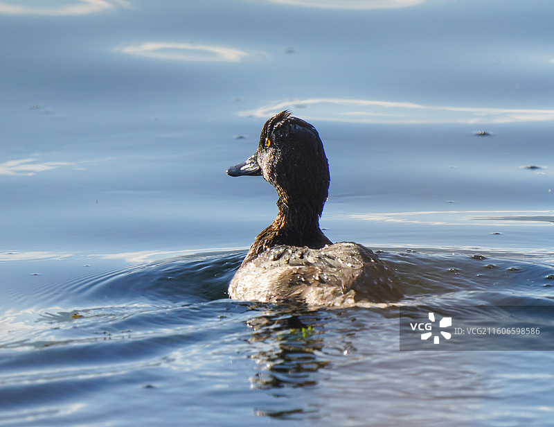小潜鸭图片素材