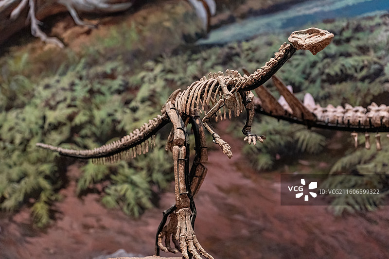 四川成都自然博物馆藏多齿盐都龙恐龙化石图片素材