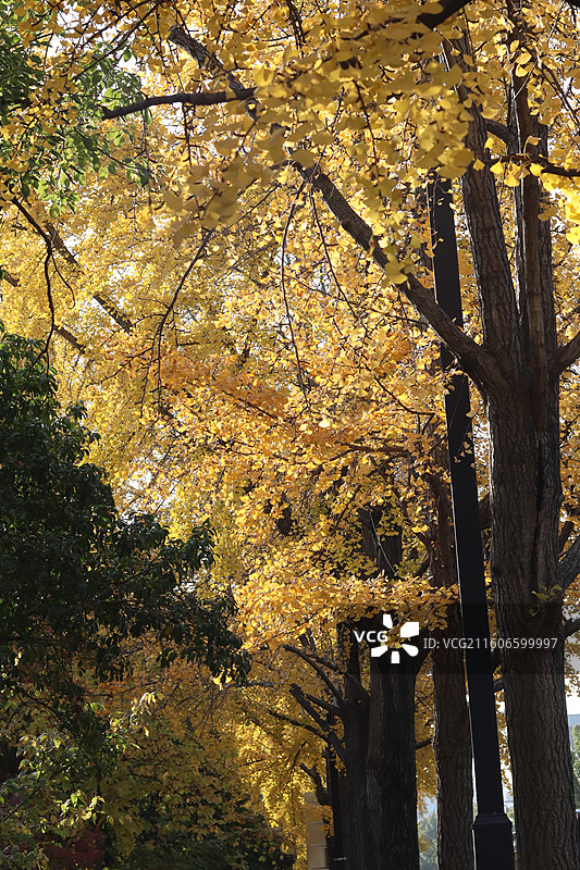 苏州道前街银杏图片素材