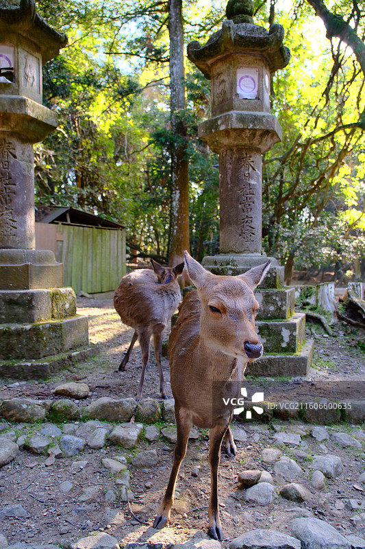 日本奈良 小鹿 秋天 红叶 春日大社 若草山图片素材