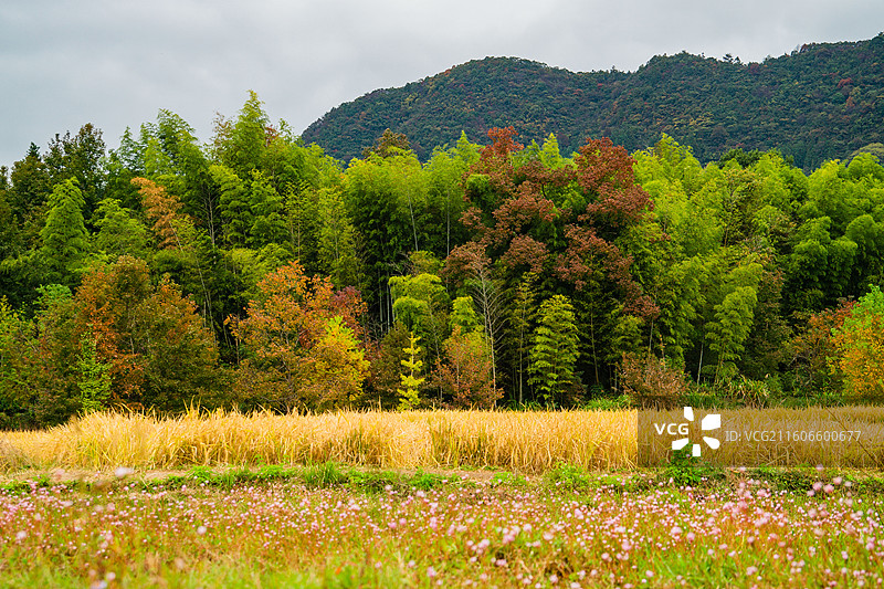 安徽池州塔川秋色图片素材