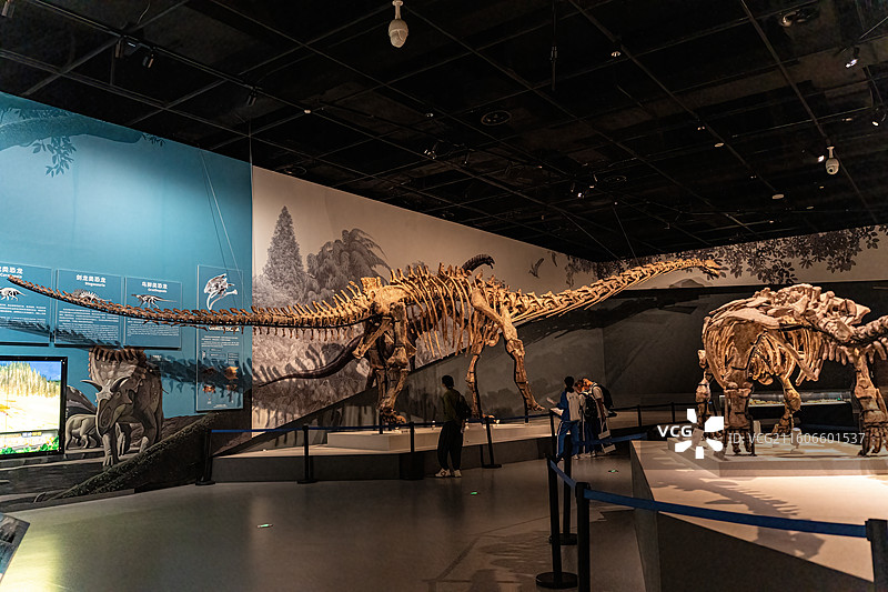 四川成都自然博物馆藏安岳马门溪龙恐龙化石图片素材