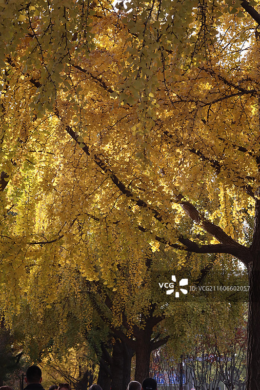 苏州道前街银杏图片素材