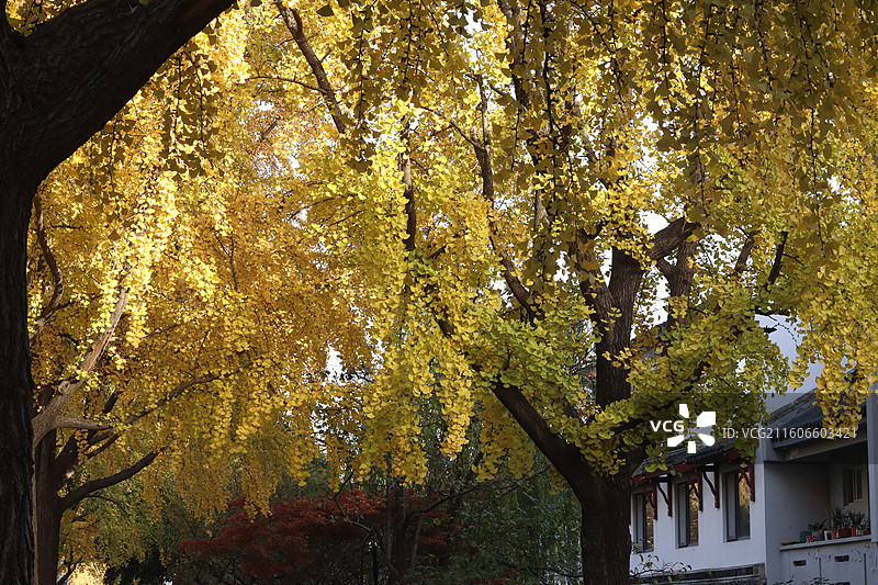 苏州道前街银杏图片素材