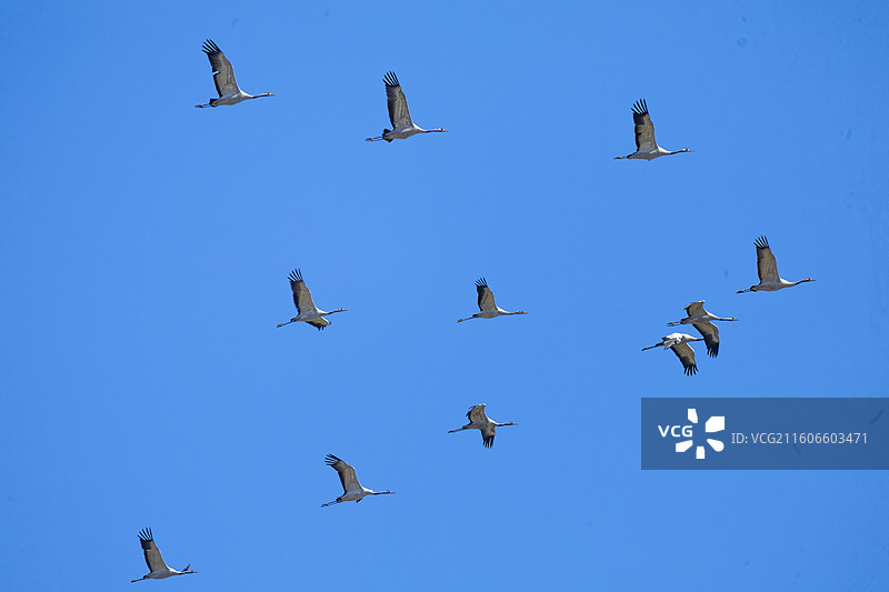 贵州毕节威宁草海国家级自然保护区黑颈鹤候鸟图片素材