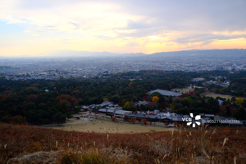 日本奈良 小鹿 秋天 红叶 春日大社 若草山图片素材