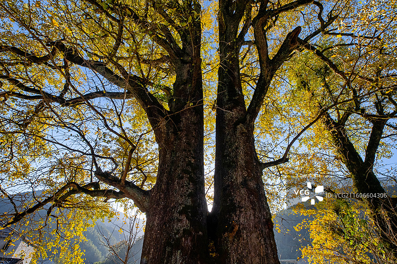 江西抚州金溪县峡山村千年银杏古树名木，树干枝头挂满金黄的树叶，在阳光逆光的映衬下，美景光芒四射。图片素材