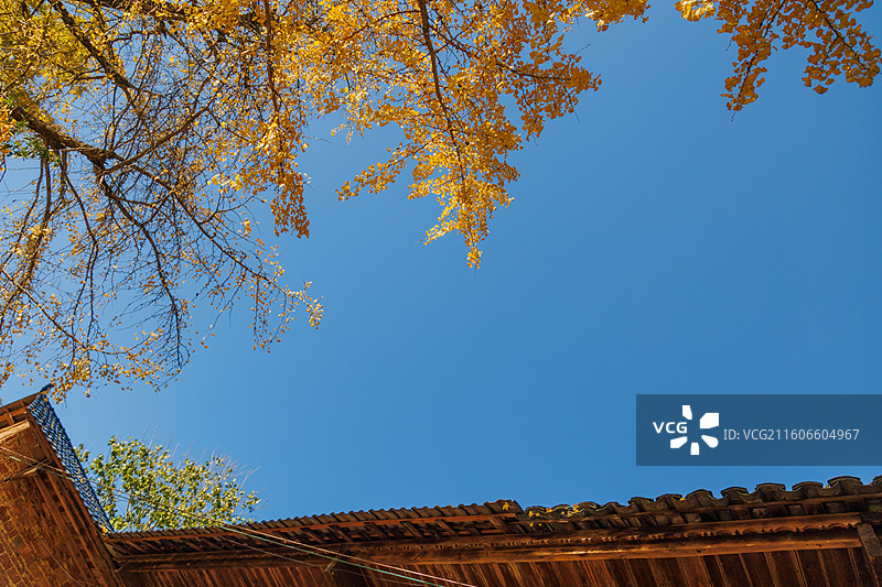 桂林市灵川县北岱底村的银杏叶图片素材