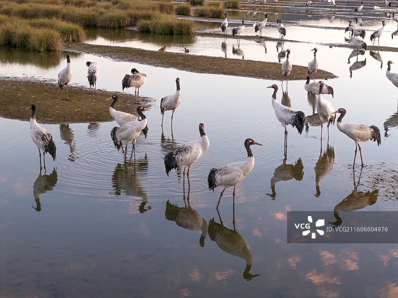 贵州毕节威宁草海国家级自然保护区黑颈鹤候鸟图片素材