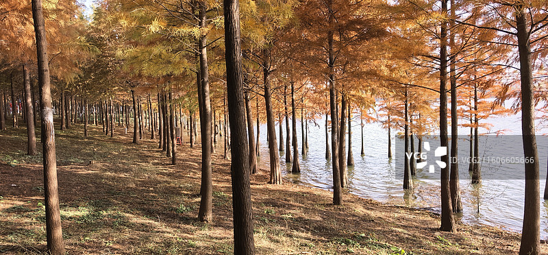 合肥滨湖国家森林公园》—— 合肥包河区环湖北路图片素材