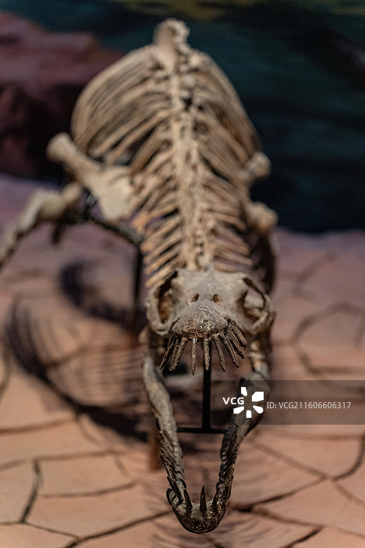 四川成都自然博物馆藏渝州上龙恐龙化石图片素材