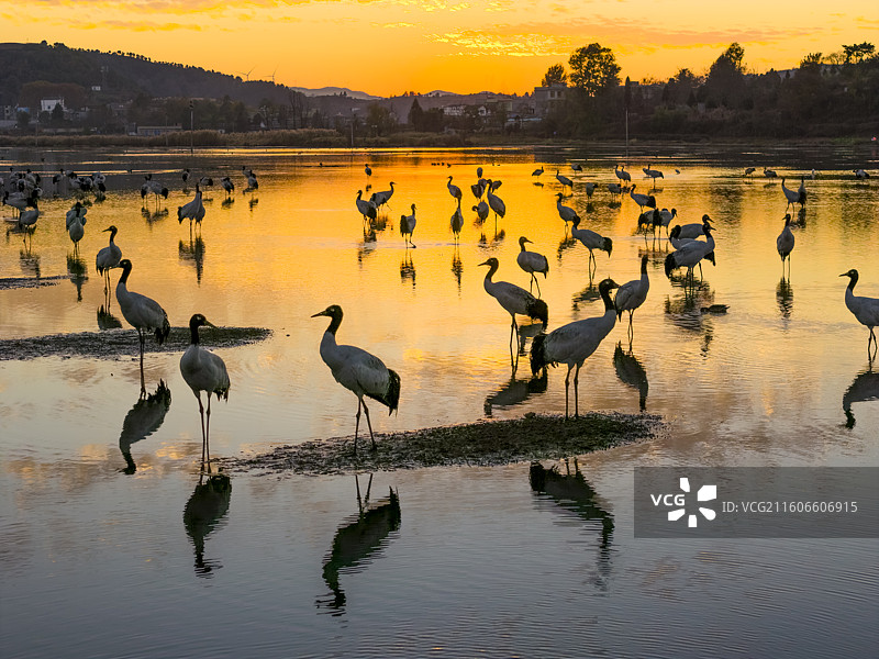 贵州毕节威宁草海国家级自然保护区黑颈鹤候鸟图片素材