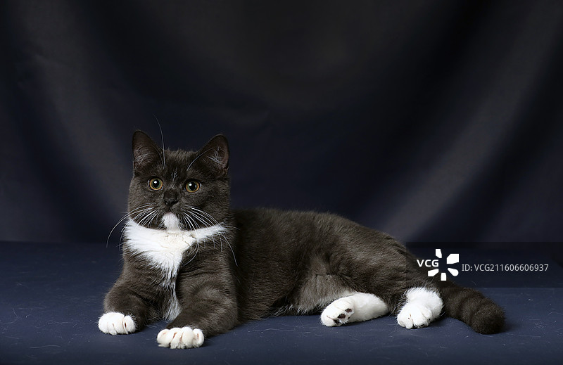 影棚拍摄深色背景下的奶牛猫蓝猫黑猫警长图片素材