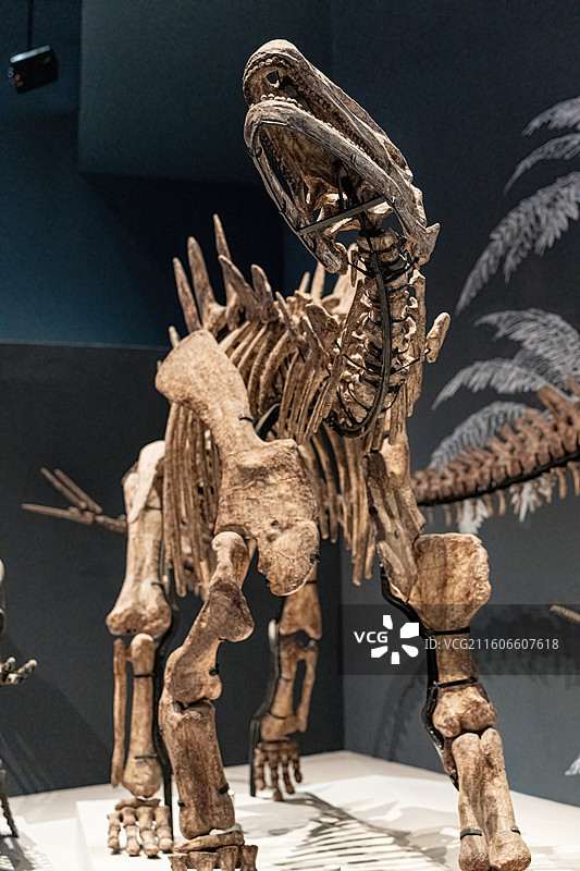 四川成都自然博物馆藏多棘沱江龙恐龙化石图片素材