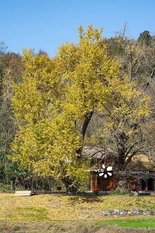 湖北随州千年银杏谷秋景 秋天山林 银杏景观图片素材