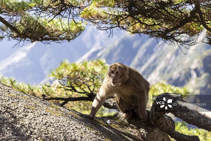 安徽黄山短尾猴图片素材