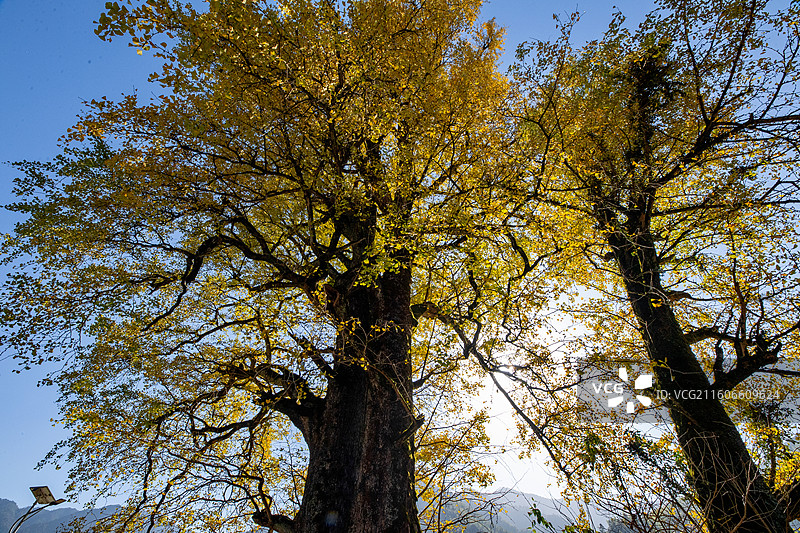 江西抚州金溪县峡山村千年银杏古树名木，树干枝头挂满金黄的树叶，在阳光逆光的映衬下，美景光芒四射。图片素材