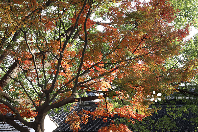 苏州道前街银杏图片素材