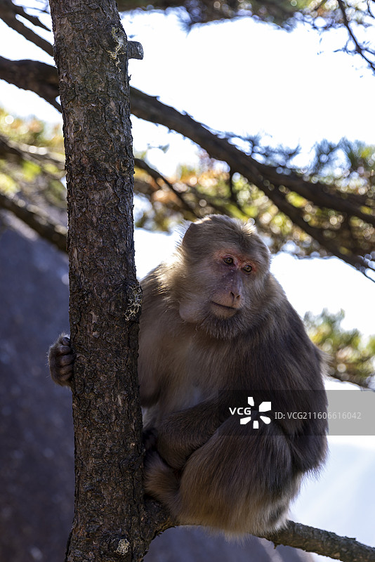 安徽黄山短尾猴图片素材