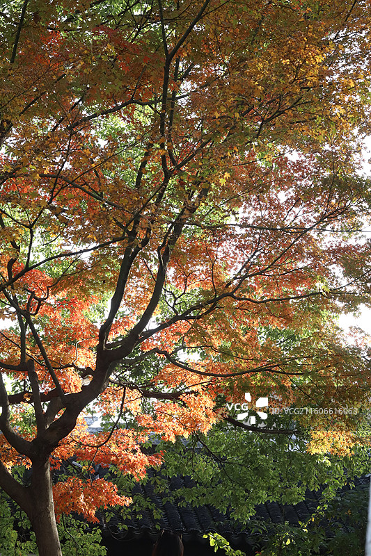 苏州道前街银杏图片素材