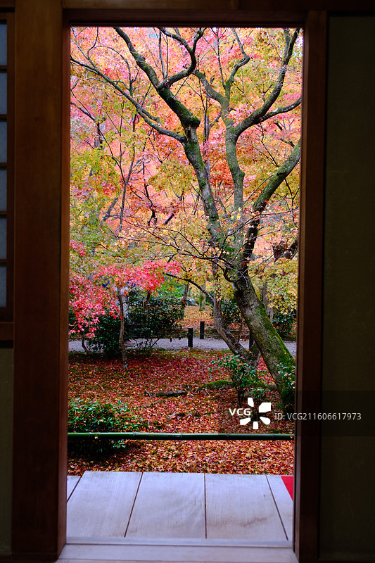 圆光寺 日本京都 秋天红叶图片素材