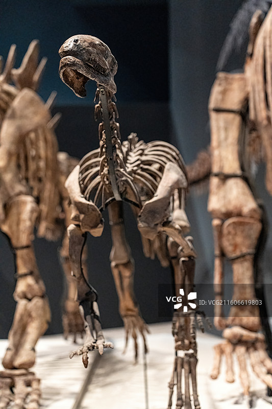 四川成都自然博物馆藏鸿鹤盐都龙恐龙化石图片素材