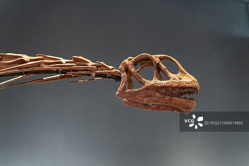 四川成都自然博物馆藏何氏通安龙恐龙化石图片素材